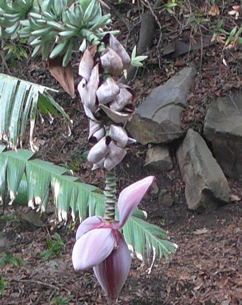 High Resolution Musa acuminata Flower